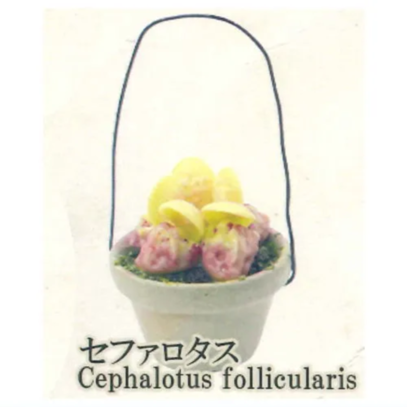Japan Rainbow Gashapon Capsule - Capsule Toy Gashapon incelemesi ve fiyatı